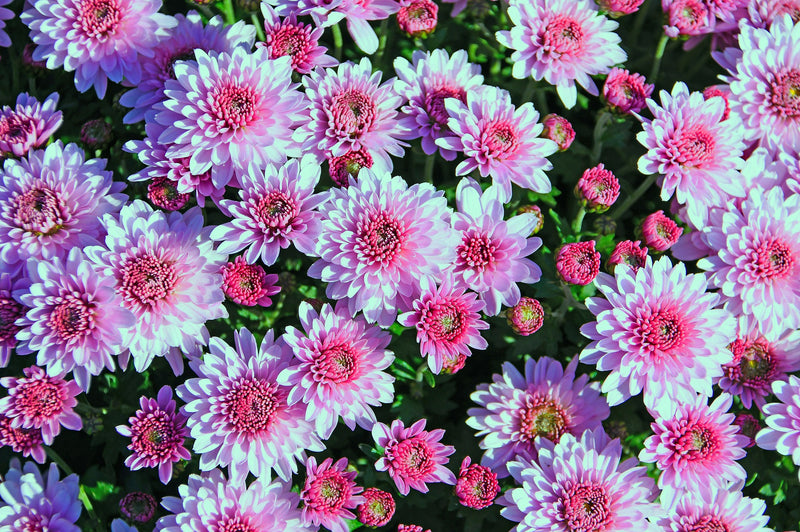 Daily Wisdom Sayings of the Companions of the Prophet  ﷺ